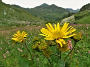 77 Senecio alpino (Senecio alpinus) con vista verso il Fioraro
